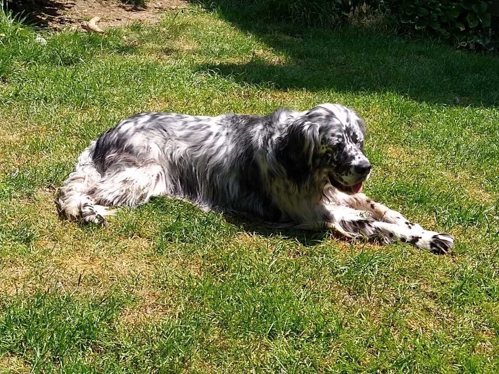 Ray Ward Dog Behaviourist black and white dog on grass