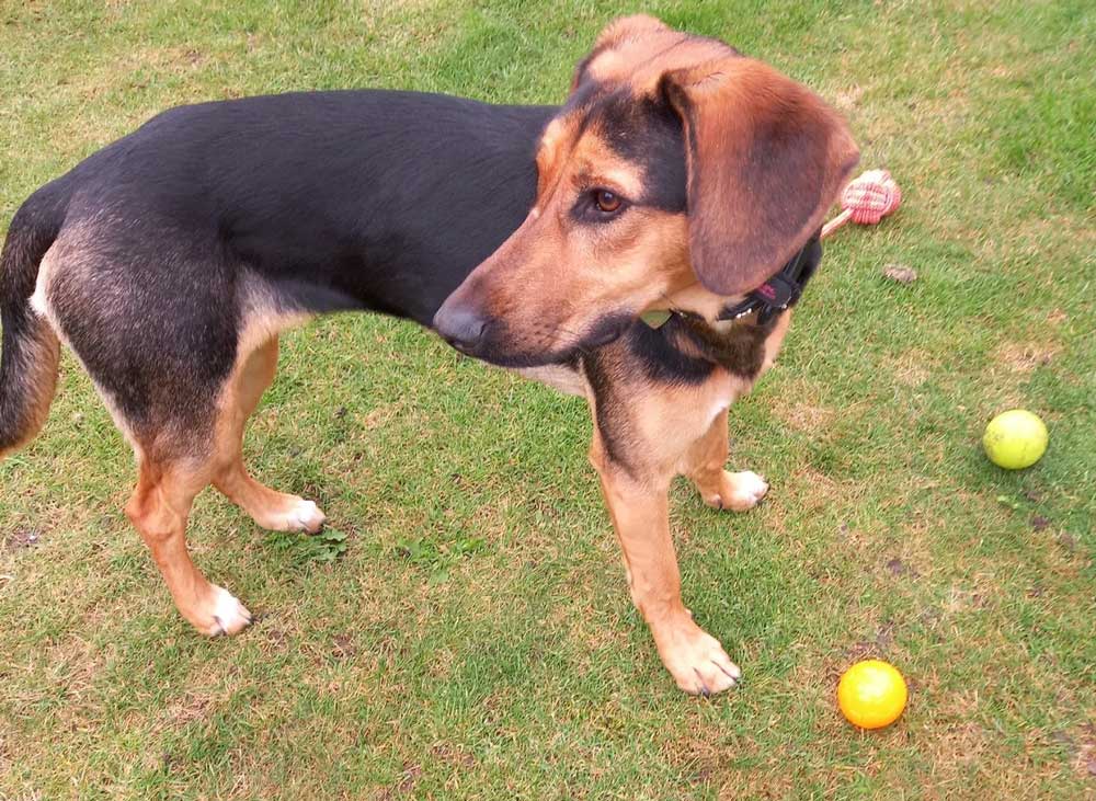 Ray Ward Dog Behaviourist dog with toys