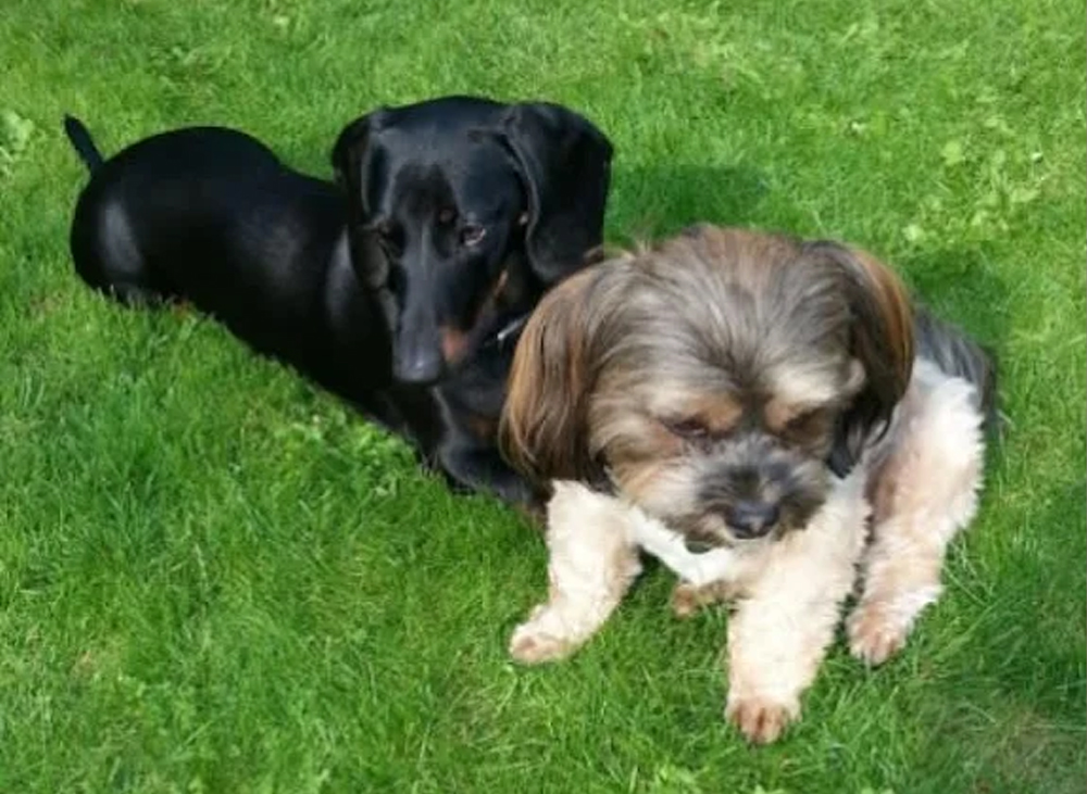 Ray Ward Dog Behaviourist pups