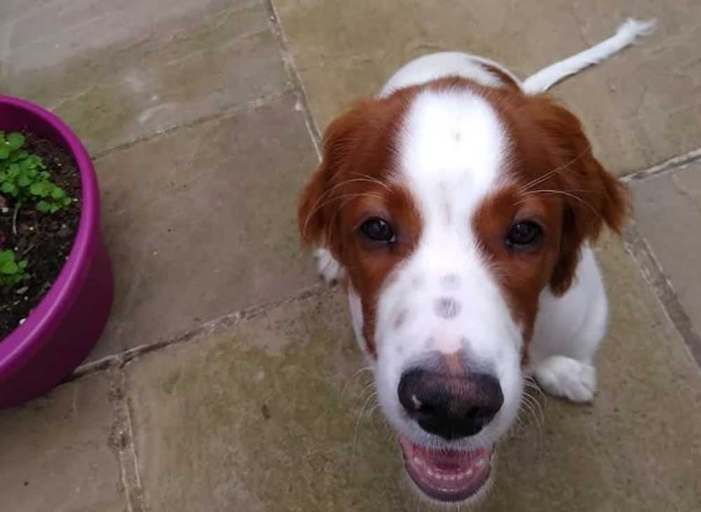 Ray Ward Dog Behaviourist sitting dog